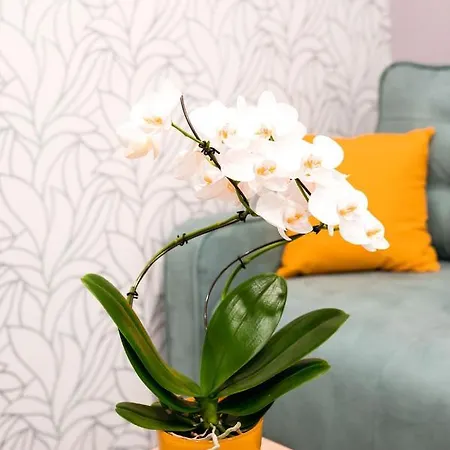 Epi - Edina Prava Izbira Apartment
